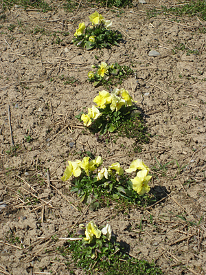 pansy mulched